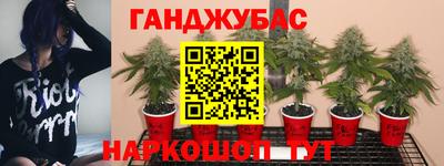 гашик Будённовск